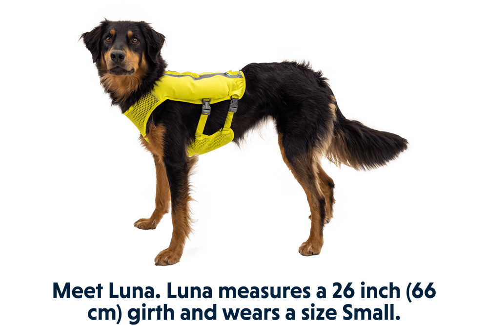 Hunde-Laufweste "Trail Runner™" in Gelb, getragen von Luna, einem schwarzen Hund mit optimaler Passform und Polsterung.