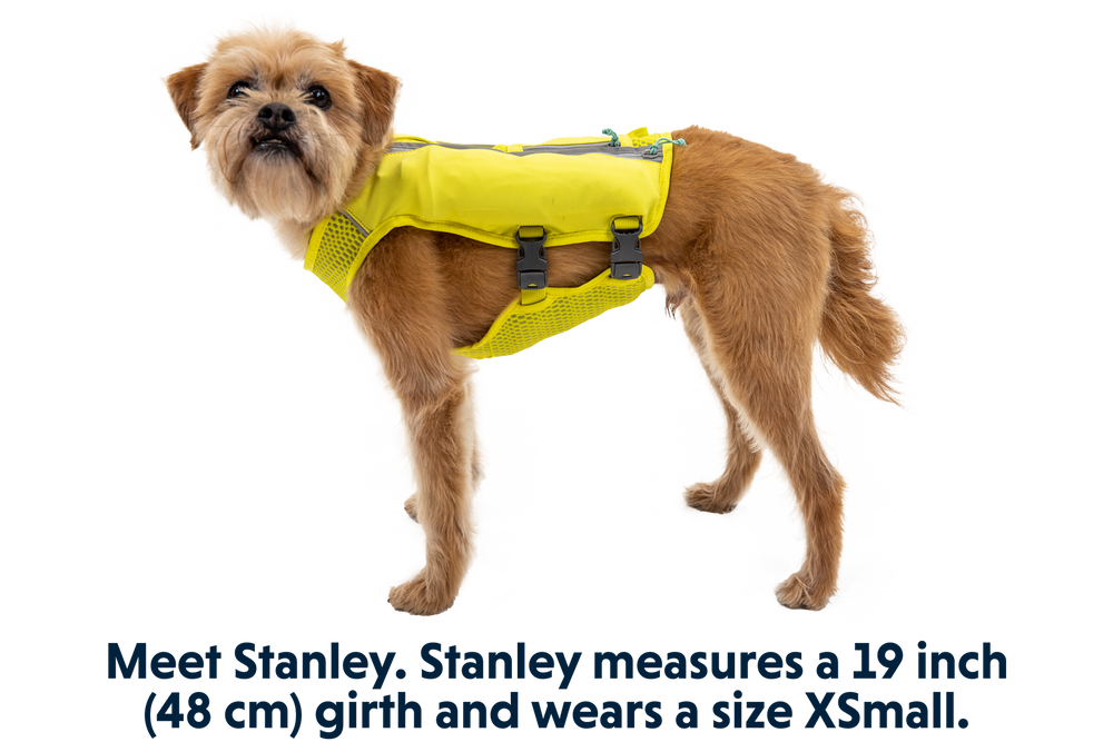 Kleiner brauner Hund in gelber Trail Runner™ Laufweste für optimale Sichtbarkeit beim Joggen im Freien.