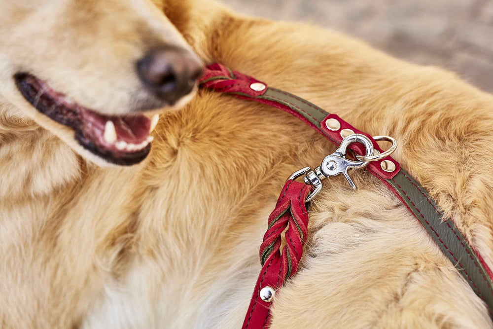 „Goldfarbener Hund mit raffinierter Fettleder-Hundeleine in rot und grün, ausgestattet mit einem silbernen Karabinerhaken.“