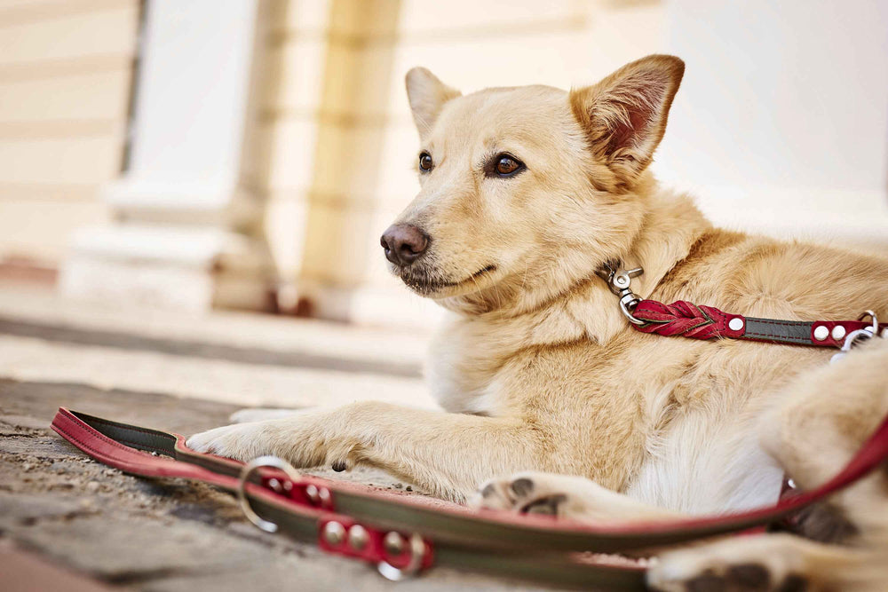 Hellbrauner Hund entspannt auf dem Boden mit Geschirr und Fettlederleine in heller, architektonischer Umgebung.