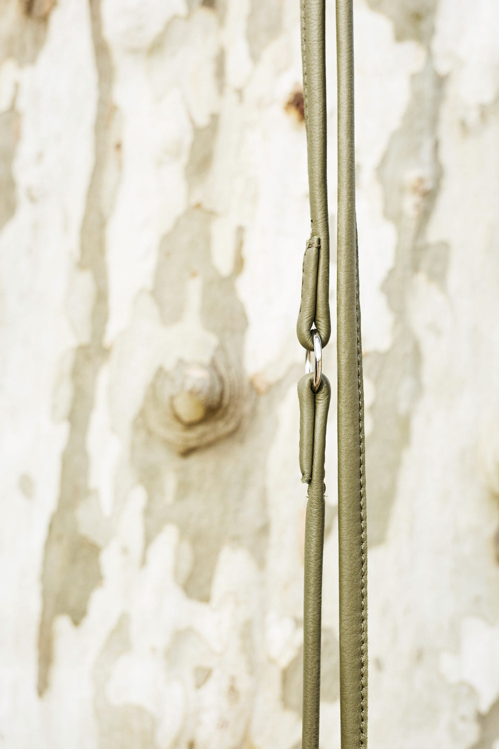 Grünliches, geflochtenes Hundehalsband vor hellem Baumrinde-Hintergrund, präsentiert glatte und gleichmäßige Textur.