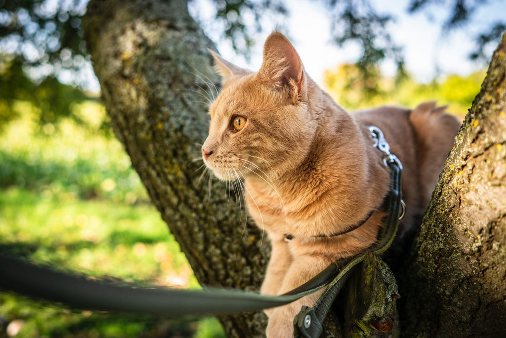 Orangefarbene Katze im Geschirr sitzt auf einem Baum und schaut aufmerksam in die Umgebung mit grünem Hintergrund.