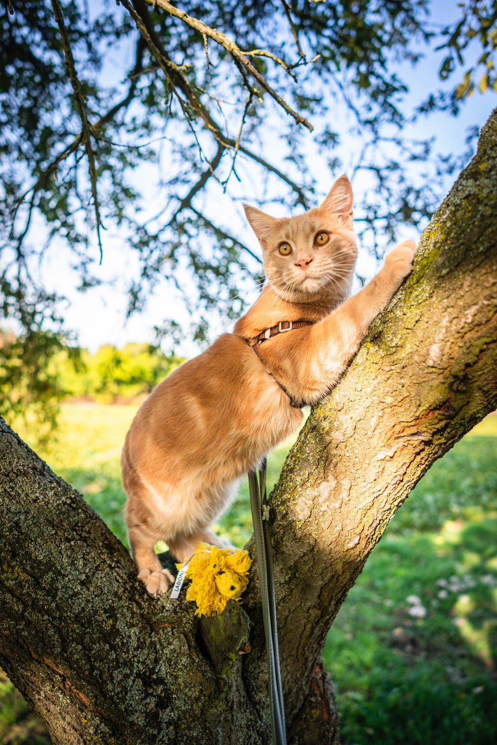 Orangefarbene Katze klettert an Baum, trägt Geschirr und blickt nach oben, umgeben von grünen Wiesen und Bäumen.