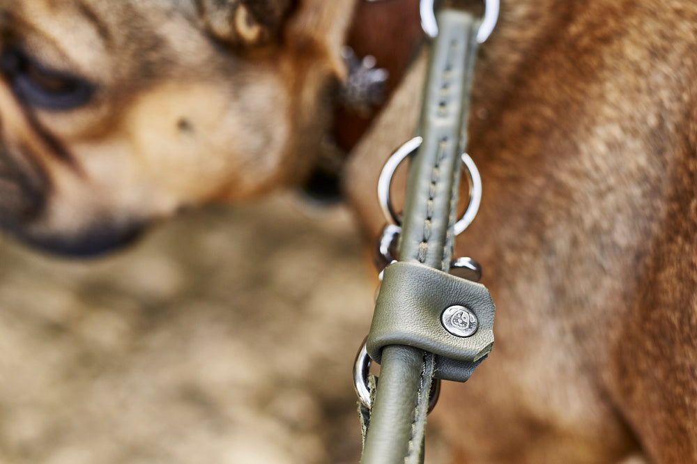 "OLIVGRÜNE Hundeleine mit robustem Karabinerhaken, neben einem teil sichtbar flauschigen Hund."