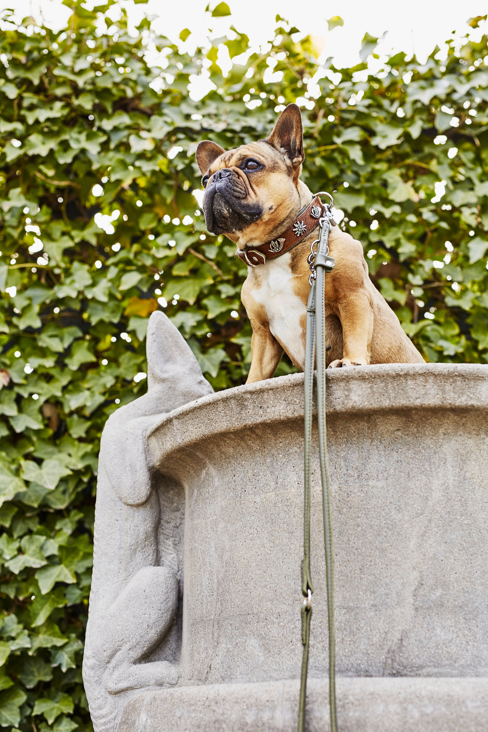 Französische Bulldogge mit braunem Halsband sitzt auf steinernem Brunnen, umgeben von grünen Pflanzen.