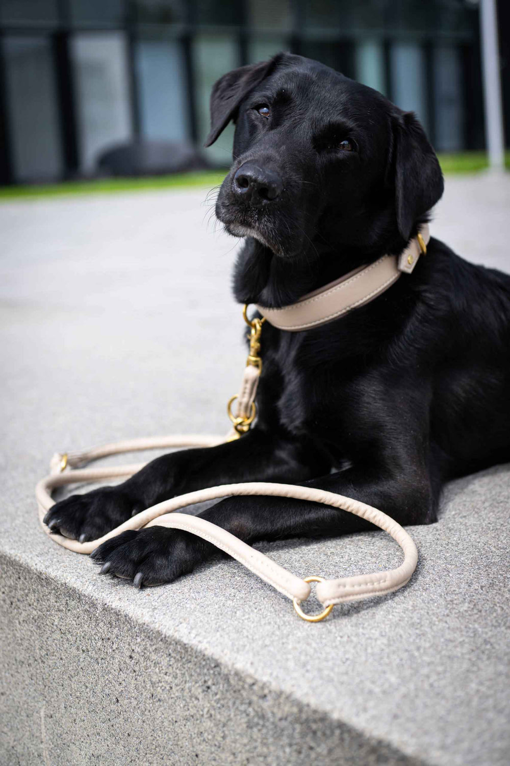 Elegante AMICI Rundleine auf schwarzem Hund mit hellblauem Halsband vor moderner Architektur. Mode für Hundefreunde.