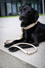 Schwarzer Hund mit beiger AMICI Rundleine und Halsband auf grauem Steinboden, unscharfes Gebäude im Hintergrund.
