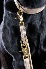Rundleine und Halsband aus hellem Leder mit goldglänzenden Metallbeschlägen auf dunklem Hundefell, ideal für modebewusste Hundehalter.