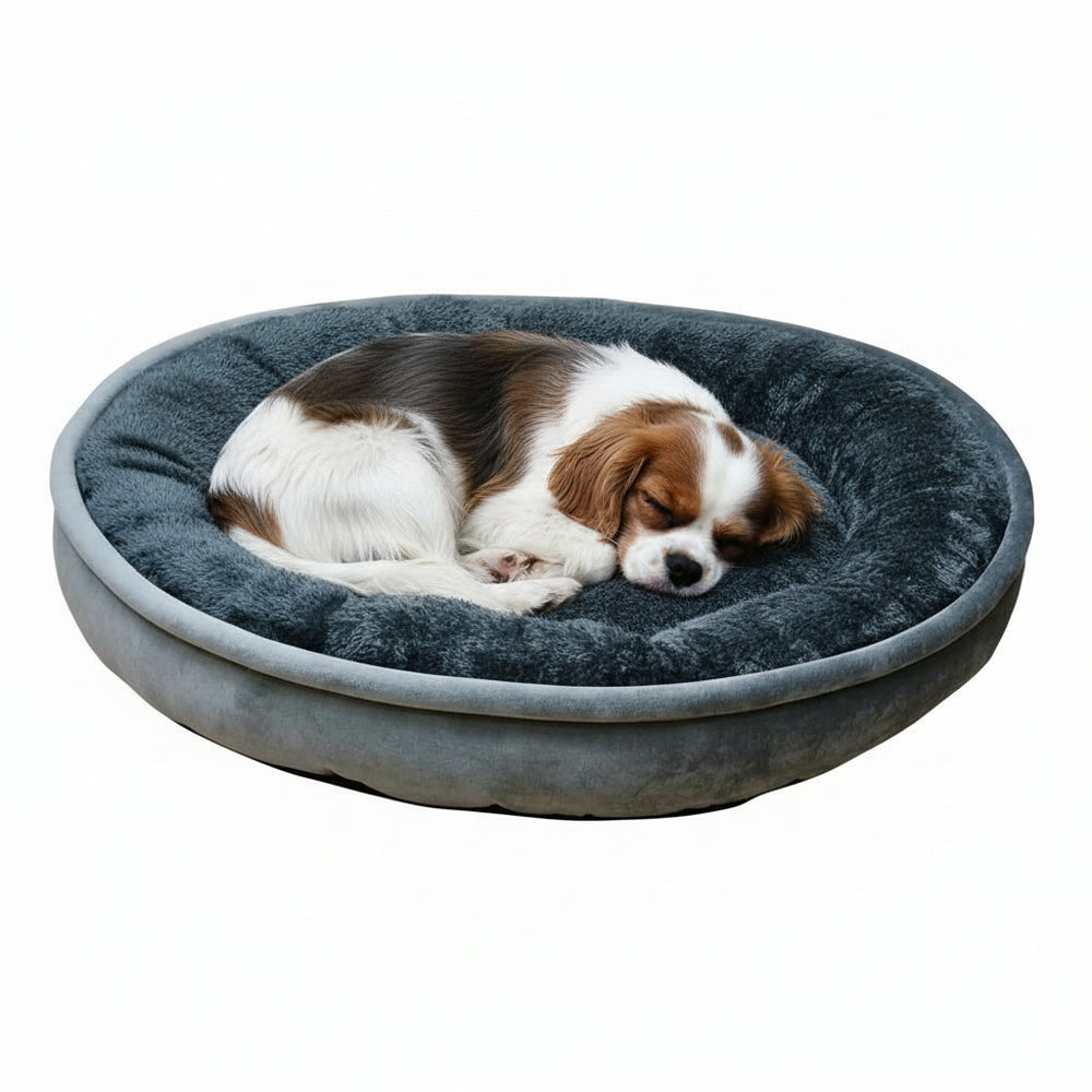 Cavalier King Charles Spaniel schläft gemütlich auf dem grauen Komfortbett Donut "LEIF" für Hunde.