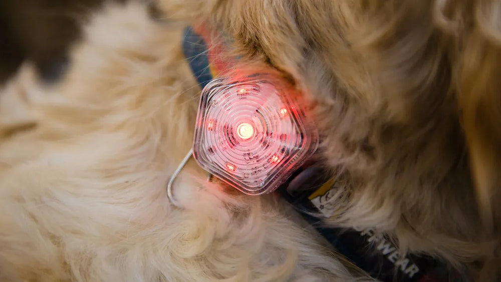 Rückansicht eines Hundes mit rotem hexagonalen Beacon™ Sicherheitslicht am Halsband, ideal für nächtliche Spaziergänge.