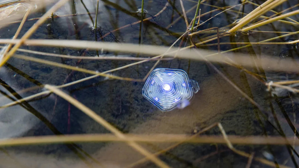 Beacon™ Hunde-Sicherheitslicht schwimmt in Wasser, reflektiert blauen Lichtschein und liegt zwischen trockenen Gräsern.