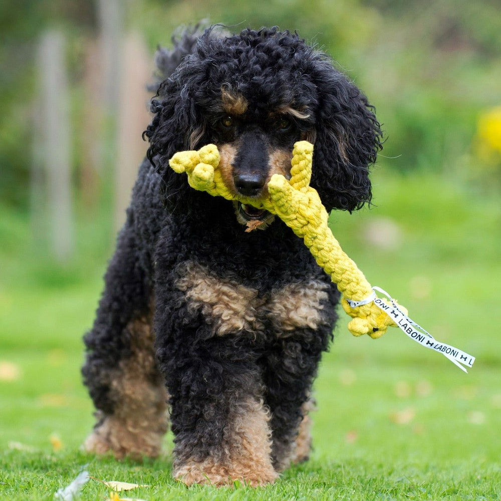 Hund mit schwarzem Fell spielt mit dem gelben Greta Giraffe-Kauspielzeug auf einer grünen Wiese.