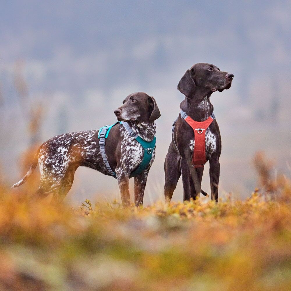 Hundegeschirr Rover Harness – zusätzliche Produktansicht 2