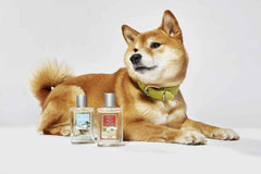 Edles Raumduft-Set von LABONI mit Shiba Inu, Flaschen „WALK SEASIDE“ und „WALK HILLS TUSCANY“, für entspannte Atmosphäre.