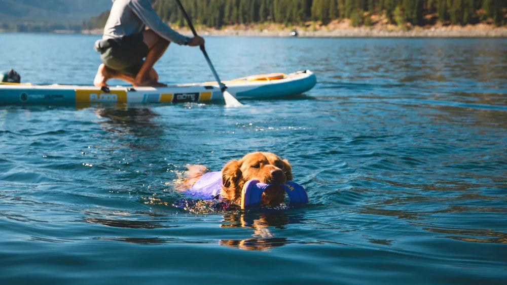 Hund schwimmt mit Hydro Plane™ Frisbee im Maul, während eine Person auf einem Paddle-Board paddelt. Klarer Wasserhintergrund.