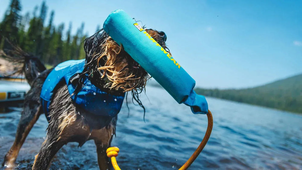 Hund im Wasser mit Schwimmweste und blauer Schwimmnudel, umgeben von Bäumen und klarem Himmel. Spaß beim Spielen!