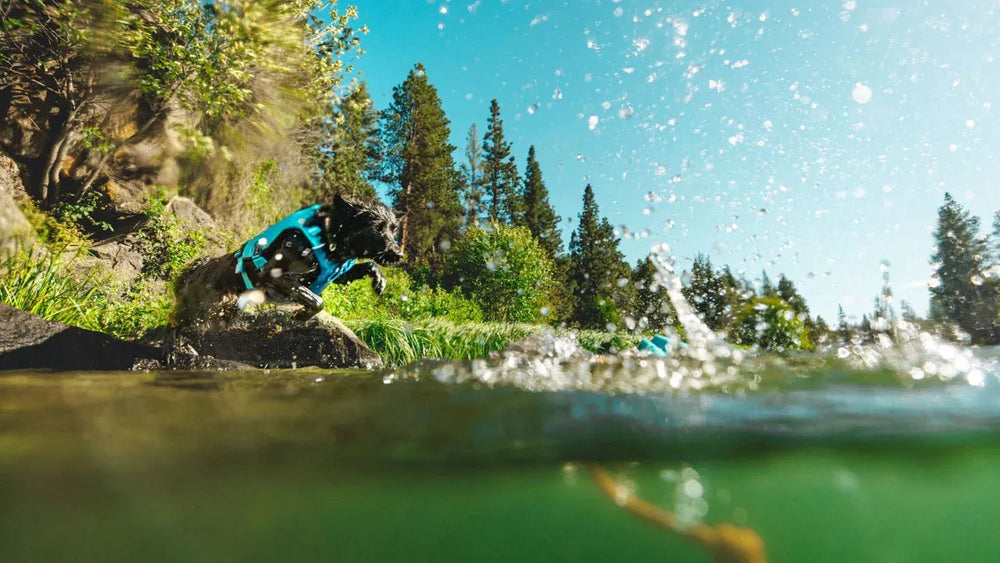 Hund springt energiegeladen ins Wasser, trägt blaues Geschirr, umgeben von Bäumen, für das Lunker™ Wurfspielzeug.