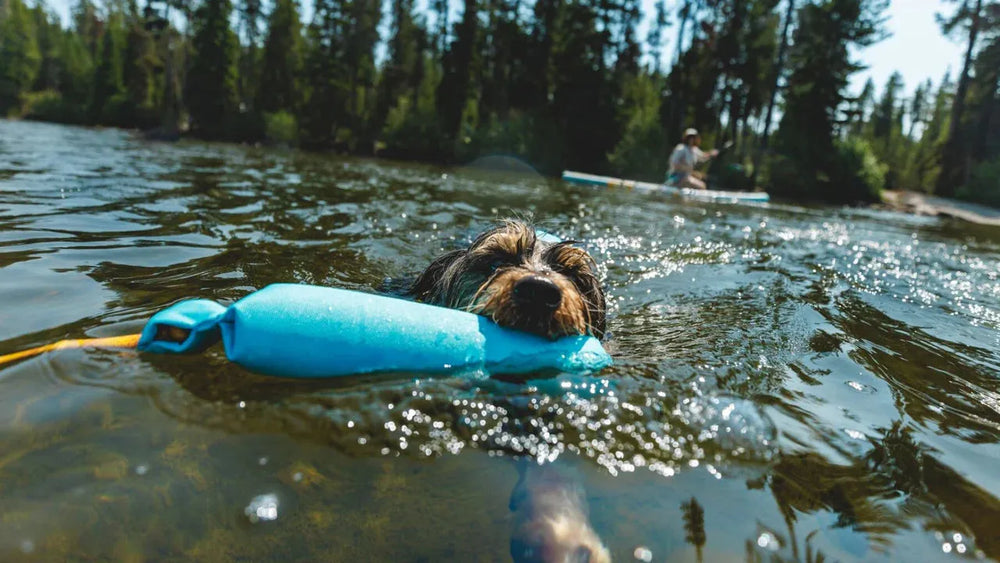 Hund mit blauem Schwimmspielzeug im Maul schwimmt im Wasser, umgeben von Bäumen und einem Kajakfahrer.