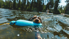 Hund mit blauem Schwimmspielzeug im Maul schwimmt im Wasser, umgeben von Bäumen und einem Kajakfahrer.