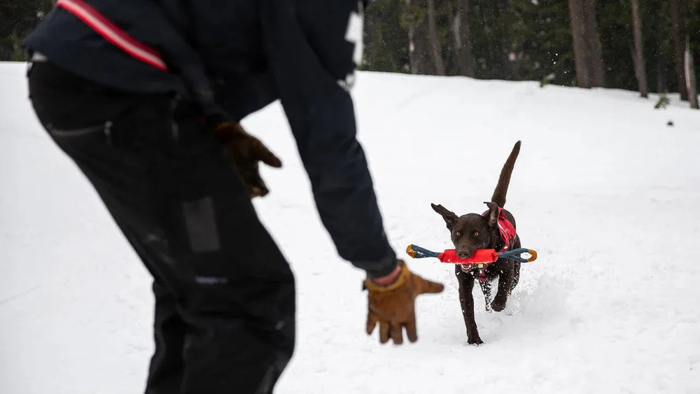 Hund läuft im Schnee mit Pacific Loop™ Spielzeug im Maul, während eine Person ihm die Hand entgegenstreckt.