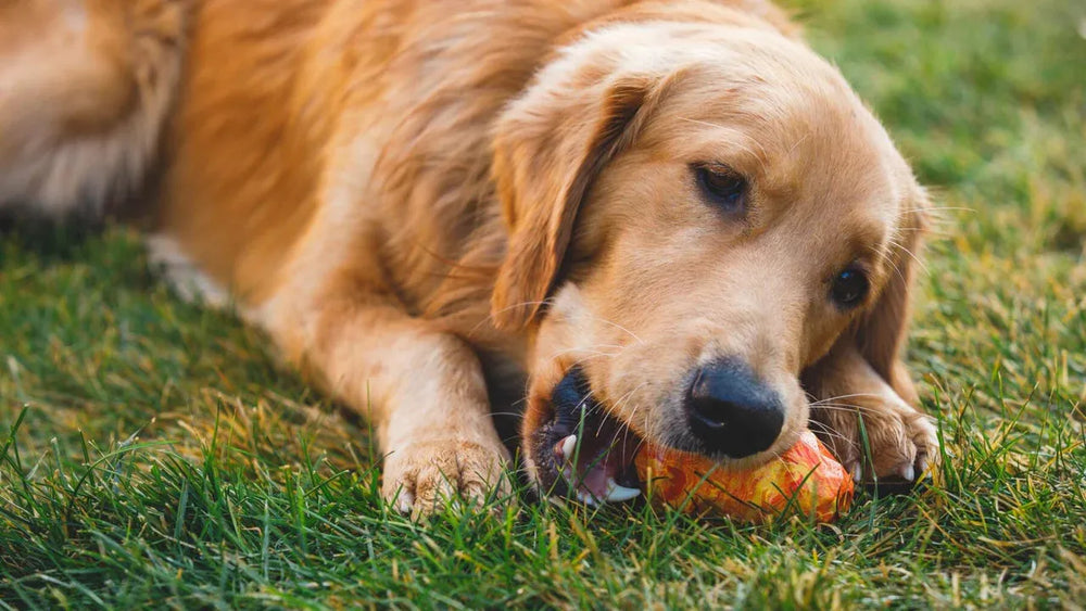 Golden Retriever liegt auf einer Wiese und kaut auf einem Apfel-Spielzeug bei sonnigem Wetter.