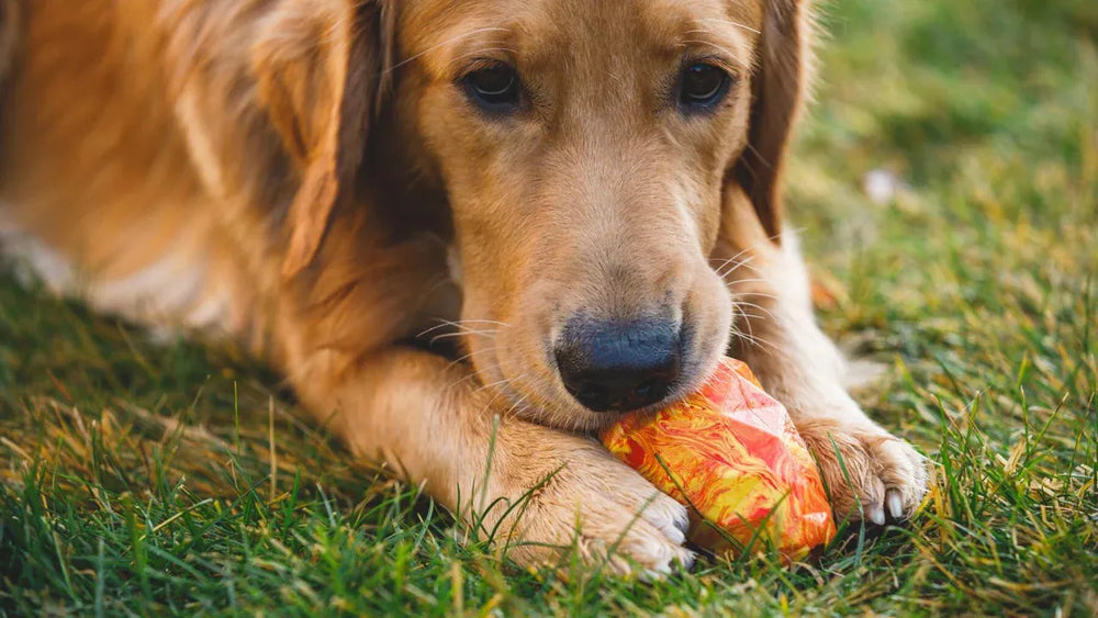Golden Retriever auf grünem Gras mit farbigem Spielzeug zwischen den Vorderpfoten, schaut aufmerksam darauf.