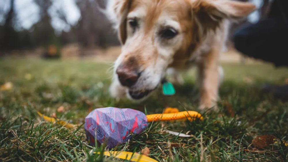 Golden Retriever schnüffelt neugierig an buntem Huck-a-Cone™ Spielzeug im grünen Gras.