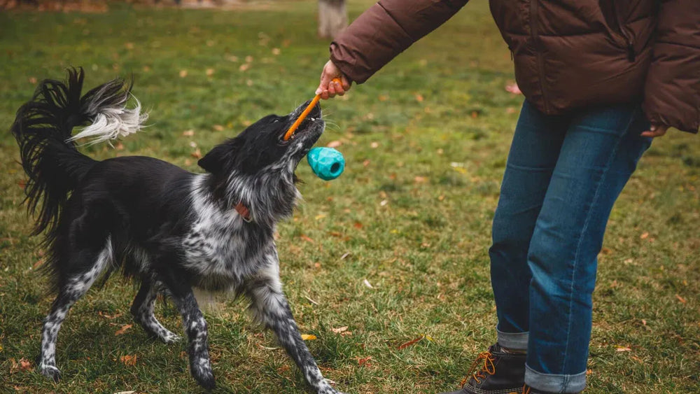 Hund mit schwarz-weißem Fell spielt mit Mensch im Freien, hält ein blaues Spielzeug im Maul.