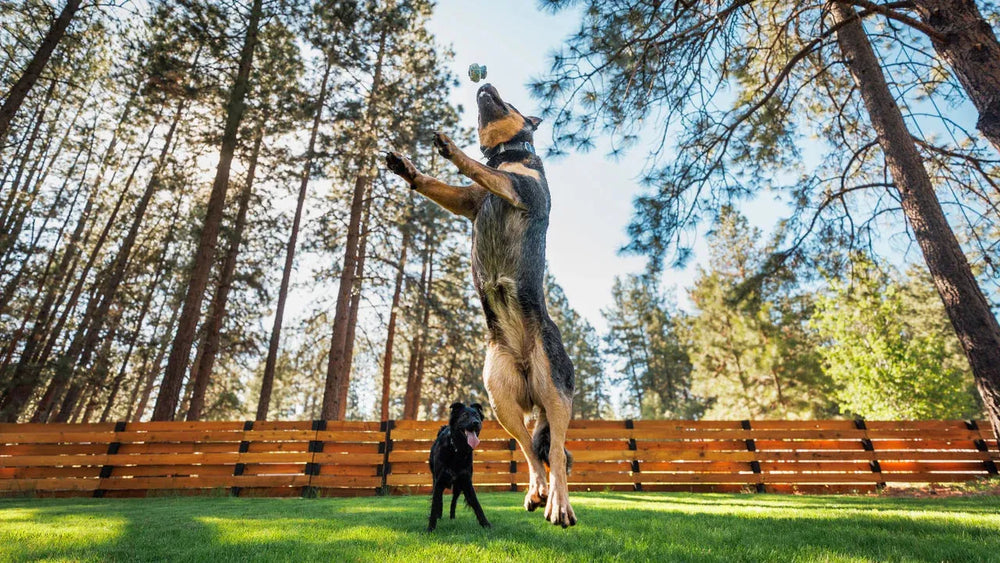 Zwei Hunde im Wald: Ein großer Hund springt, während ein kleinerer entspannt zuschaut. Spiel mit dem Toadstool™ Hundespielzeug.