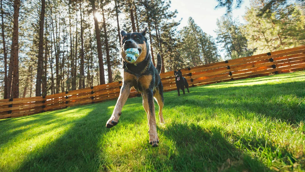 Toadstool™ Hundespielzeug: Zwei glückliche Hunde im Wald, einer mit Ball, der andere entspannt zwischen Bäumen.