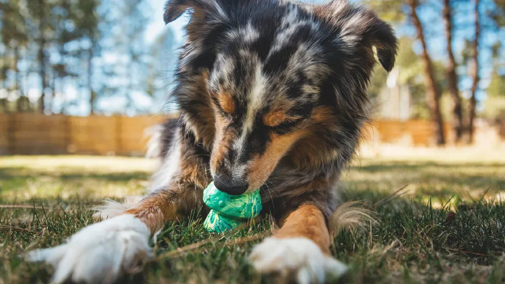 Hund mit geflecktem Fell spielt mit Toadstool™ Hundespielzeug auf der Wiese, umgeben von grünem Gras.