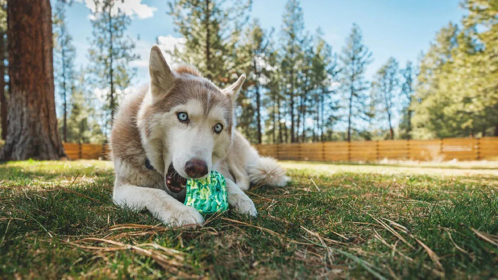 Husky kaut auf buntem Morel™ Hundespielzeug im grünen Gras unter klarem Himmel. Bäume und Holzzaun im Hintergrund.