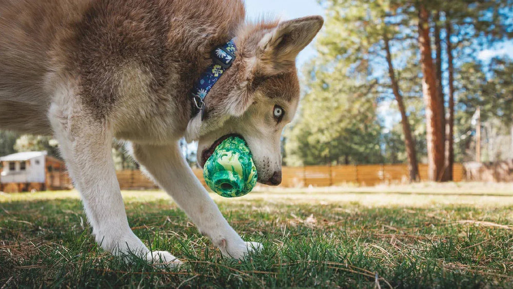 Husky mit grünem Morel™ Hundespielzeug auf grünem Gras, umgeben von Bäumen und einem Zaun in der Natur.