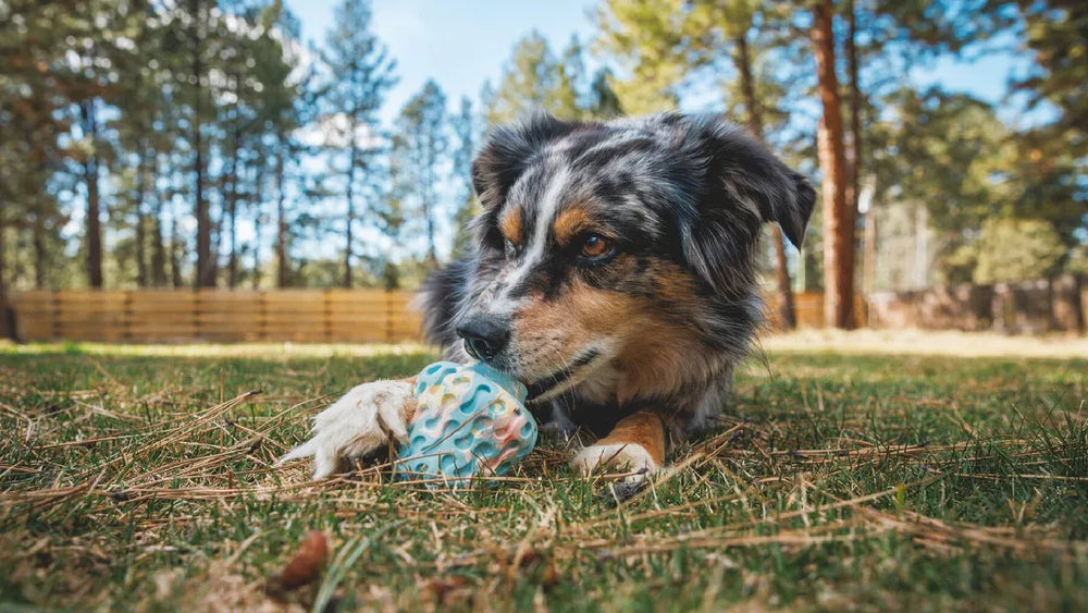 Hund mit geflecktem Fell spielt auf grüner Wiese mit Morel™ Hundespielzeug unter bewölktem Himmel und Bäumen.