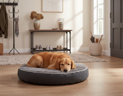 Goldener Retriever liegt entspannt auf rundem grauem orthopädischem Kissen "OSSO" in einem gemütlichen Raum.