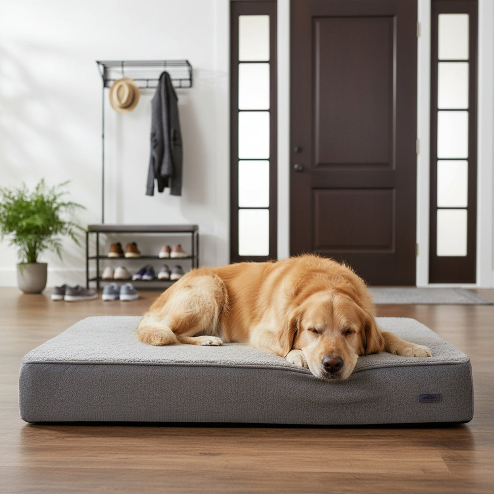 Golden Retriever auf grauer Komfortmatte "CALBU" in einem hellen Raum mit Eingangstür und Garderobe.