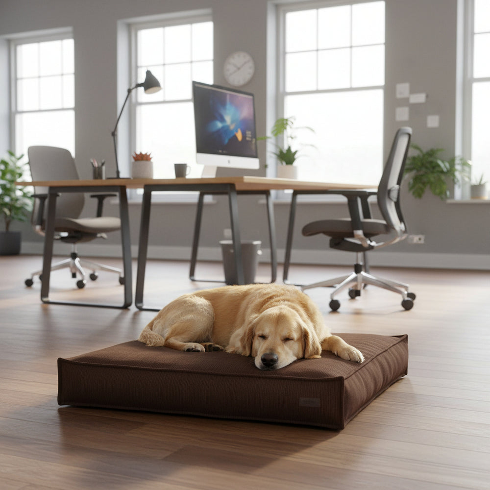 Hund schläft auf braunem Hundebett "Kamba" in modernem Büro mit Tageslicht und Schreibtisch.