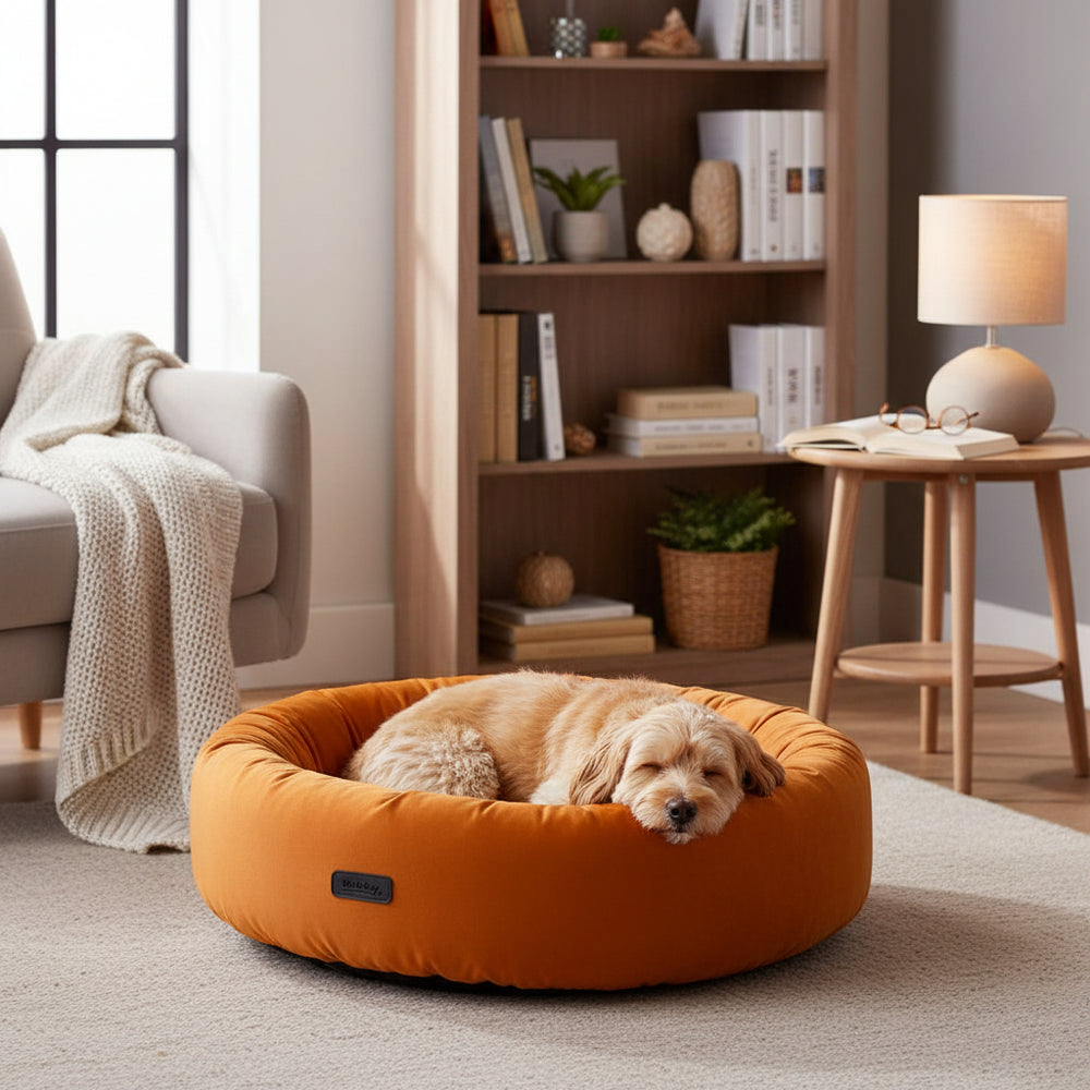 Gemütliches orangefarbenes Hundebett mit schlafendem Hund, umgeben von einem Bücherregal und sanfter Beleuchtung.