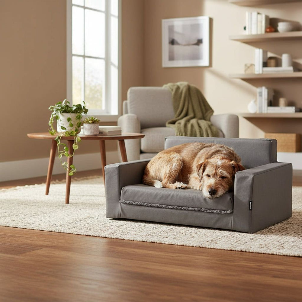 Gemütlicher Hund auf grauem Hundebett in modernem Wohnzimmer mit Tisch und Sessel.