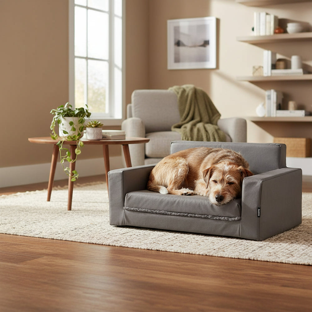 Gemütlicher Hund auf grauem Hundebett in modernem Wohnzimmer mit Tisch und Sessel.