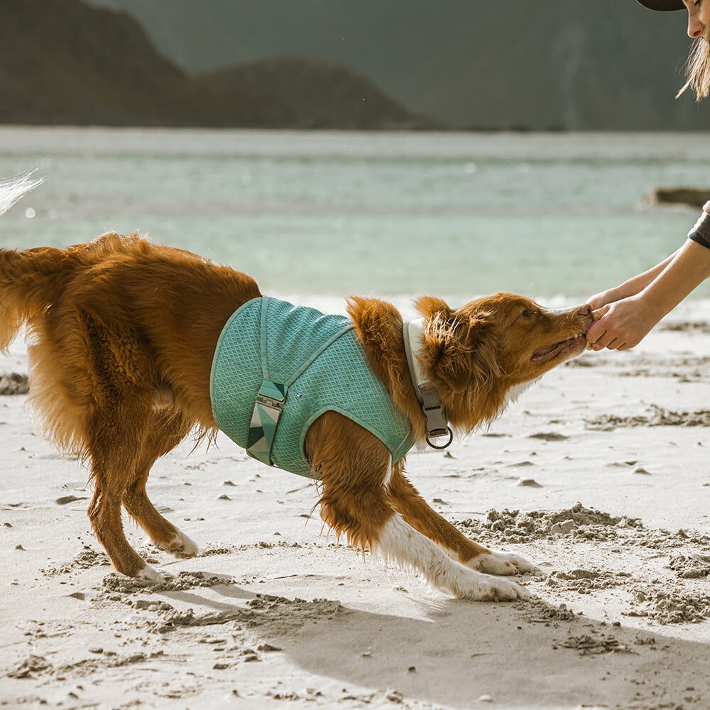 Kühlweste für Hunde – zusätzliche Produktansicht 4