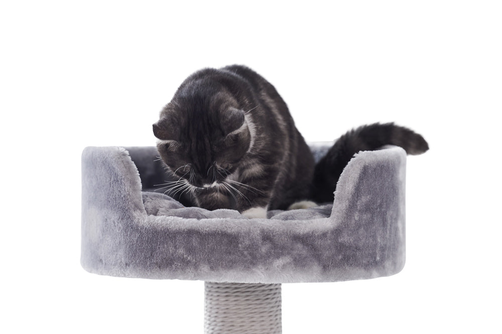 Grauer Kratzbaum Classic ZERA mit runder, gepolsterter Plattform und sitzender schwarzer Katze. Ideal für Katzenliebhaber.