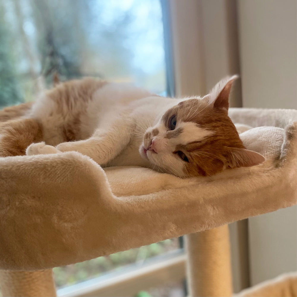 Orange-weiße Katze entspannt auf Katzenliege, Augen geschlossen, helles Licht durch Fenster im Hintergrund.