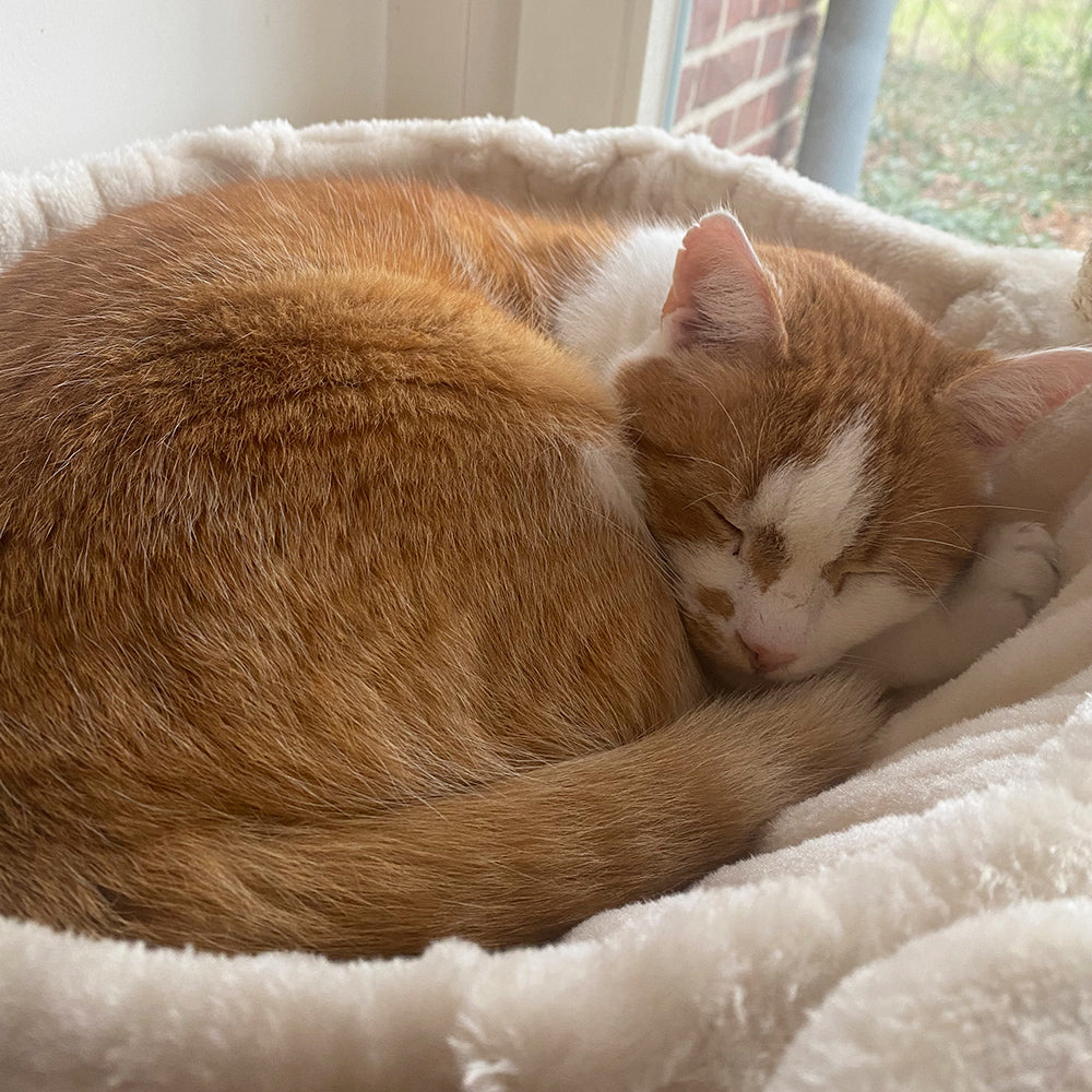 Schlafende orange-weiße Katze im weichen Körbchen auf einem Kratzbaum ZADA mit sanftem Licht im Hintergrund.