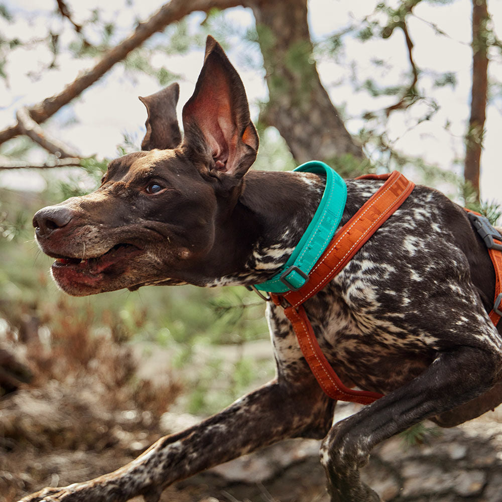 Hundehalsband Casual half ECO – zusätzliche Produktansicht 5