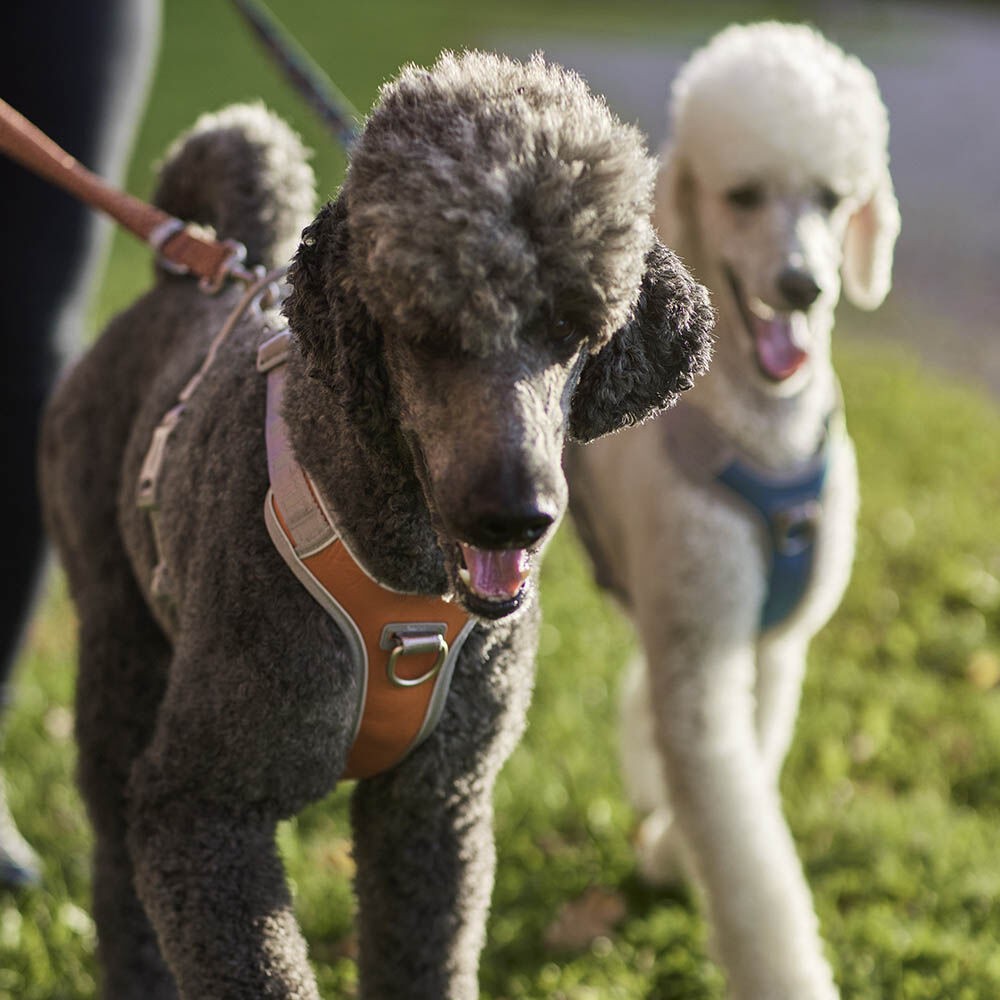 Hundegeschirr Venture No-Pull Harness – zusätzliche Produktansicht 5