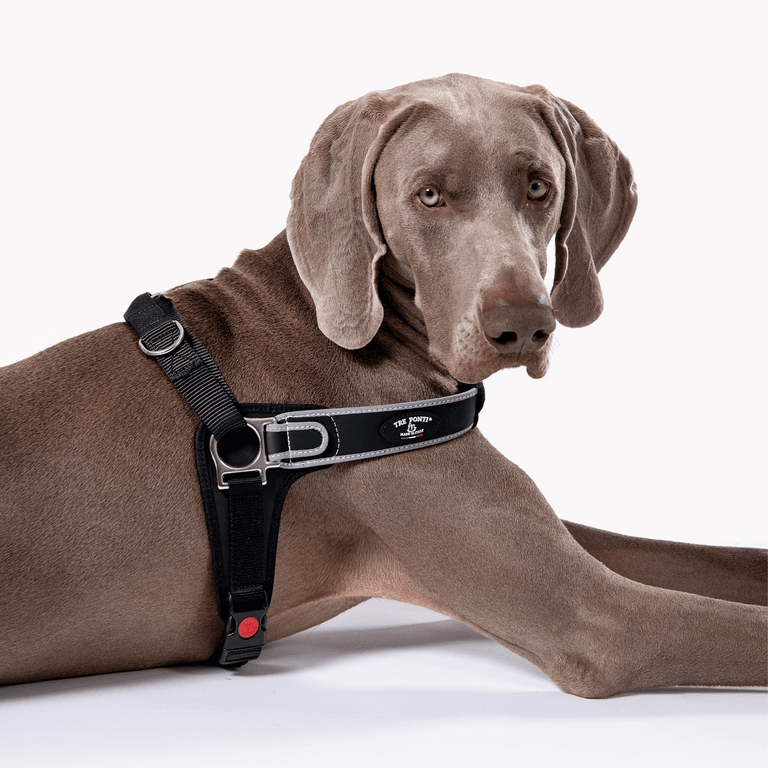 Hund mit grauem Fell in schwarzem Geschirr blickt auf neutralem Hintergrund in die Kamera.