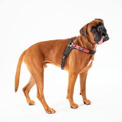 Boxer-Hund mit rot-schwarzem Geschirr, aufmerksam stehend und ins Seiten blickend, auf weißem Hintergrund.