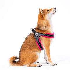 Shiba Inu mit pinkem Geschirr sitzt aufrecht vor weißem Hintergrund.