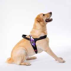 "Blonde Labrador-Retta-Hündin im bunten Geschirr sitzt seitlich und blickt aufmerksam nach oben vor schlichtem weißen Hintergrund."